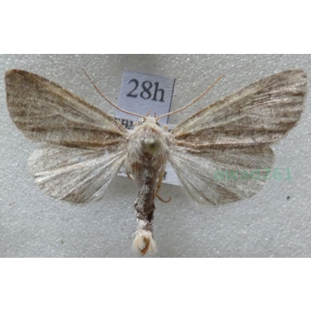 Parastichtis suspecta (Hübner, 1817) Czech28h